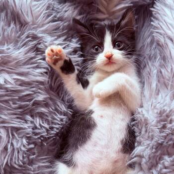 Domestic Short Hair Cats Available for Adoption in Riverside, California - Tulip | PetCurious