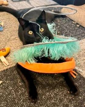 Toothless -  Domestic Short Hair Cat for Adoption in Centerville, Georgia - Toothless | PetCurious