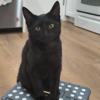 Domestic Short Hair Cats Available for Adoption in Long Beach, California - Carter | PetCurious