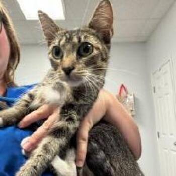 Duchess -  American Shorthair Cat for Adoption in Dickinson, Texas - Duchess | PetCurious