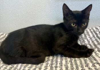 SHARPIE -  Domestic Short Hair Cat for Adoption in Sarasota, Florida - SHARPIE | PetCurious