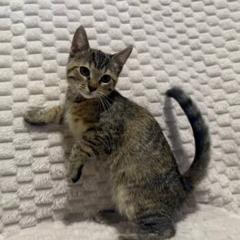 Magnolia -  Domestic Short Hair Cat for Adoption in Overland Park, Kansas - Magnolia | PetCurious