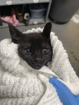 COCO -  Domestic Short Hair Cat Available for Adoption in Tallahassee, Florida - COCO | PetCurious