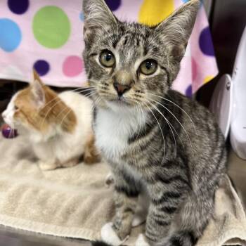 Gas Station -  Domestic Short Hair Cat for Adoption in Fort Wayne, Indiana - Gas Station | PetCurious