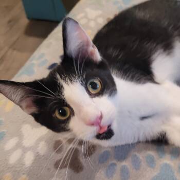 Rescue Domestic Short Hair Cats for Adoption in Ballengee, West Virginia - Sylvester | PetCurious