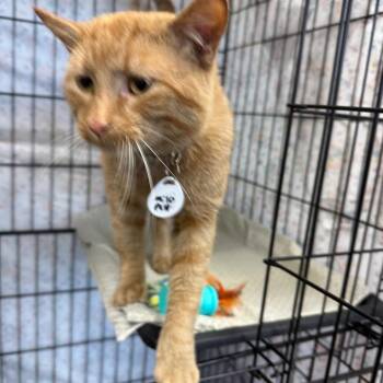 Milo -  Domestic Short Hair Cat for Adoption in Normal, Illinois - Milo | PetCurious