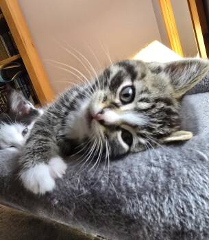 Rescue Domestic Short Hair Cats for Adoption in Atglen, Pennsylvania - Tiger | PetCurious