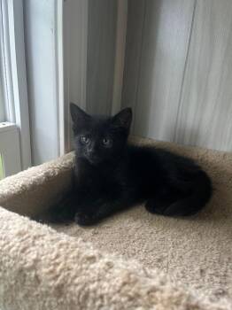 Aaliyah -  Domestic Short Hair Cat for Adoption in Pierceton, Indiana - Aaliyah | PetCurious