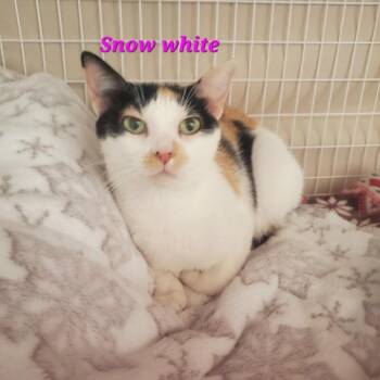 Snow White -  Domestic Short Hair Cat for Adoption in Diamond Springs, California - Snow White | PetCurious