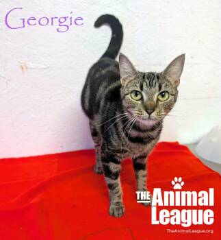 Georgie -  Domestic Short Hair Cat for Adoption in Groveland, Florida - Georgie | PetCurious