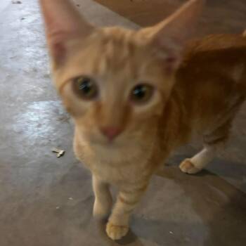 Peanut Hughes -  Domestic Medium Hair Cat for Adoption in Eagle Mountain, Utah - Peanut Hughes | PetCurious