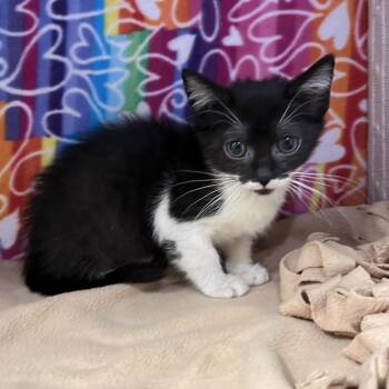 Nala -  Domestic Short Hair Cat for Adoption - Nala | PetCurious