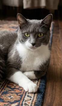 Zara - Mom of Zahara and Zelda -  Domestic Short Hair Cat for Adoption - Zara - Mom Of Zahara And Zelda | PetCurious