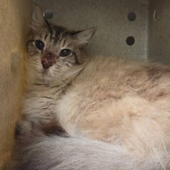 Rudolph -  Domestic Short Hair Cat for Adoption in Asheville, North Carolina - Rudolph | PetCurious