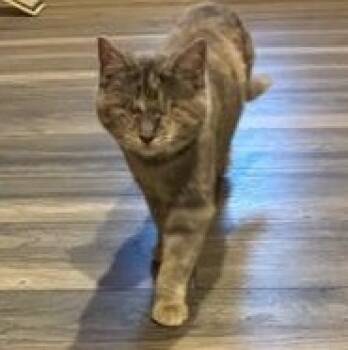 Helen -  Domestic Short Hair and Dilute Tortoiseshell Cat for Adoption in Germansville, Pennsylvania - Helen | PetCurious