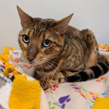 Bongo -  Bengal Cat for Adoption in Rochester, Minnesota - Bongo | PetCurious