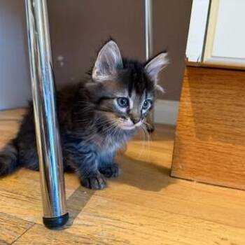 Lucy -  Domestic Long Hair Cat for Adoption in Calgary, Alberta - Lucy | PetCurious