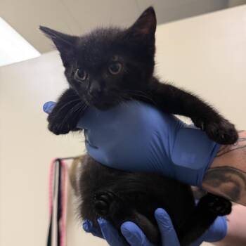 Goldfish -  Domestic Short Hair Cat for Adoption in Lynchburg, Virginia - Goldfish | PetCurious
