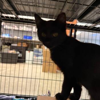 Remi -  Domestic Short Hair Cat for Adoption in Richmond, Indiana - Remi | PetCurious