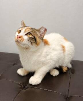 Murphee -  Domestic Short Hair Cat for Adoption in Fort Lupton, Colorado - Murphee | PetCurious