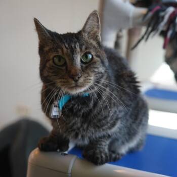 Isabella (Izzy) -  Domestic Short Hair Cat for Adoption in Lakewood, Colorado - Isabella (Izzy) | PetCurious