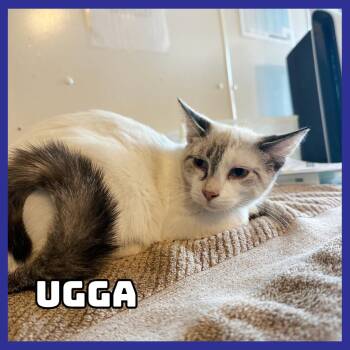 Ugga -  Siamese Cat for Adoption in Glenwood, Minnesota - Ugga | PetCurious
