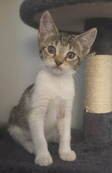 Foxtail 5.12.26 (prespay) -  Domestic Short Hair Cat for Adoption in Apopka, Florida - Foxtail 5.12.26 (prespay) | PetCurious