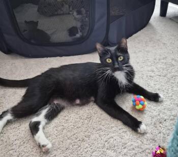 Domestic Short Hair Cats Available for Adoption in Canal Winchester, Ohio - Bootsie | PetCurious