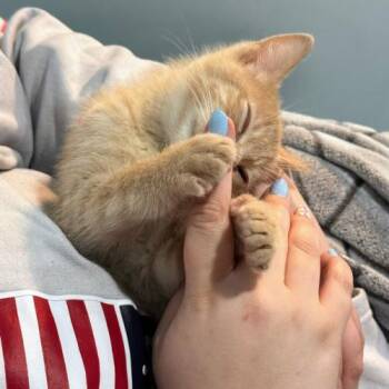 Domestic Short Hair Cats Available for Adoption in Kenosha, Wisconsin - Amour | PetCurious