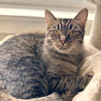 Acorn -  Domestic Short Hair Cat for Adoption in Woodinville, Washington - Acorn | PetCurious