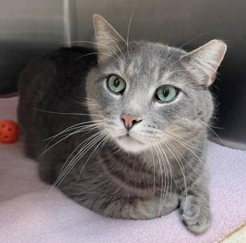 Rescue Domestic Short Hair Cats for Adoption in Orland Hills, Illinois - Carbon | PetCurious