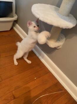 Beans -  Domestic Short Hair Cat for Adoption in Union Grove, Wisconsin - Beans | PetCurious