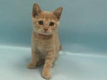 Bean -  Domestic Short Hair Cat for Adoption in Minneapolis, Minnesota - Bean | PetCurious