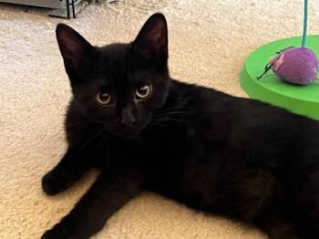 Rocky -  Domestic Short Hair Cat for Adoption - Rocky | PetCurious
