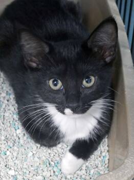 Baymax -  Tuxedo Cat for Adoption in Bloomingdale, New Jersey - Baymax | PetCurious