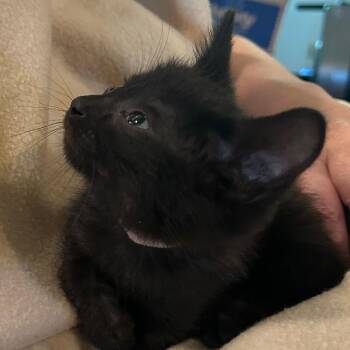 Domestic Short Hair Cats Available for Adoption in St. Louis, Missouri - Peach Ice | PetCurious