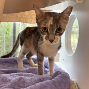 Kashmir -  Domestic Short Hair Cat for Adoption in League City, Texas - Kashmir | PetCurious