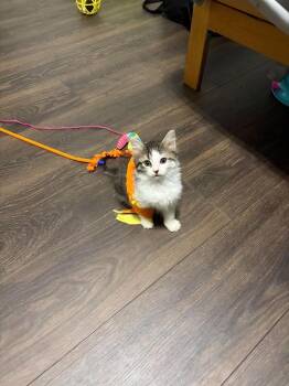 Poppy -  Domestic Medium Hair Cat for Adoption in Chicago, Illinois - Poppy | PetCurious