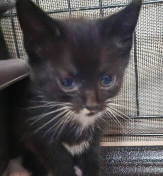 Chalupa -  Domestic Short Hair Cat for Adoption in Douglasville, Georgia - Chalupa | PetCurious