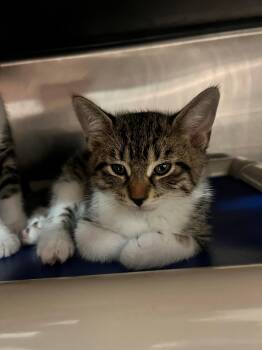 Baby Howard CA-197/26 -  Domestic Short Hair Cat for Adoption in Burlington, Ontario - Baby Howard CA-197/26 | PetCurious