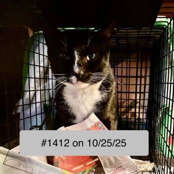 Domestic Short Hair Cats Available for Adoption - 1412 Percy | PetCurious
