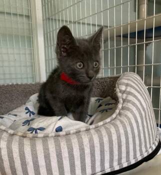 Tuttle -  Domestic Short Hair Cat for Adoption in Kingsland, Georgia - Tuttle | PetCurious