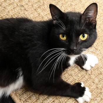 Missy -  Domestic Short Hair Cat for Adoption in Natick, Massachusetts - Missy | PetCurious