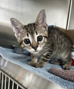 Winnie -  Domestic Short Hair Cat for Adoption in Westland, Michigan - Winnie | PetCurious