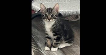 Tigger -  Domestic Short Hair Cat for Adoption in Ruskin, Florida - Tigger | PetCurious