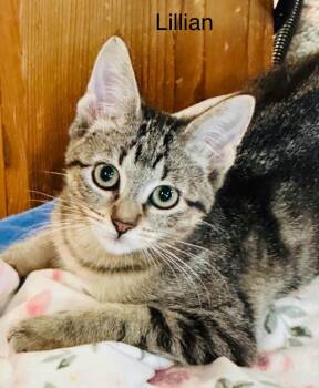 Lillian -  Tabby Cat for Adoption in Wyandotte, Michigan - Lillian | PetCurious