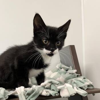 Nala -  Domestic Short Hair Cat for Adoption in West Palm Beach, Florida - Nala | PetCurious