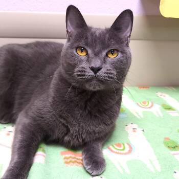 Smoke -  Domestic Short Hair Cat for Adoption in Marshfield, Wisconsin - Smoke | PetCurious