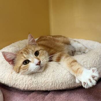 Domestic Short Hair Cats Available for Adoption in East Hanover, New Jersey - Maxine | PetCurious