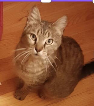 Rescue Domestic Short Hair Cats for Adoption in Newtown Square, Pennsylvania - Libby | PetCurious